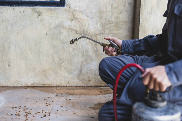 Best Rat Extermination Near Me  in Holly Lake Ranch, TX